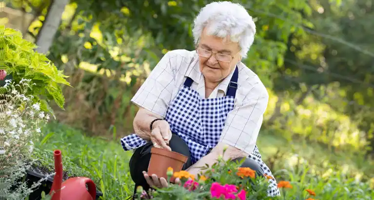 Senior woman gardening comfortably with proper posture in a sunny garden