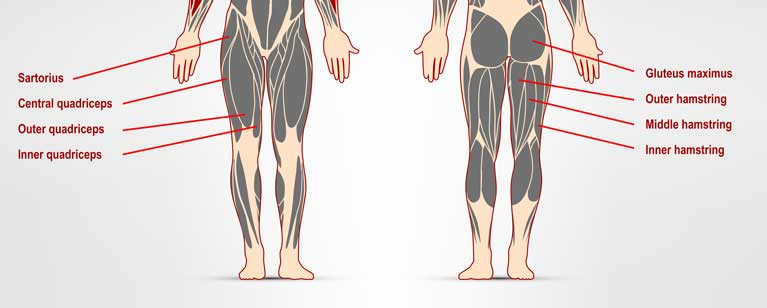 Diagram of front and back leg muscles labeled. Front view shows sartorius, central quadriceps, outer quadriceps, and inner quadriceps. Back view shows gluteus maximus, outer hamstring, middle hamstring, and inner hamstring
